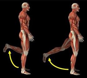 hamstring-muscle